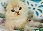 Xtreme - Scottish Fold Kitten For Sale - Miami&comma; FL&comma; US