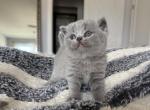 Jazzy Blue Boy - British Shorthair Kitten For Sale - Providence&comma; RI&comma; US