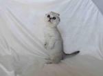 Aurora silver shaded munchkin scottish short legs - Munchkin Kitten For Sale - CA&comma; US