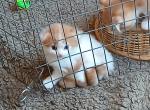 Pretty grl - Scottish Fold Kitten For Sale - Mountain Ranch&comma; CA&comma; US