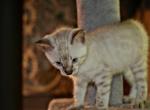 Snows - Bengal Kitten For Sale - Jefferson&comma; TX&comma; US
