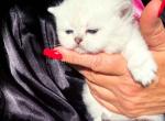 Victorville CA Dream silver munchkin short legs - Munchkin Kitten For Sale - CA&comma; US