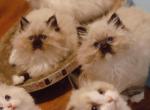 Seal mitted - Ragdoll Kitten For Sale - Bristow&comma; VA&comma; US