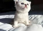 Victorville CA Dustin silver british shorthair - British Shorthair Kitten For Sale - CA&comma; US
