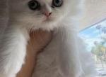 Happy family - Persian Kitten For Sale - San Diego&comma; CA&comma; US