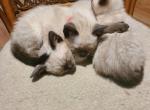 Ravens Siamese - Siamese Kitten For Sale - Garner&comma; NC&comma; US