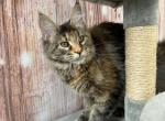 Irina - Maine Coon Kitten For Sale - 