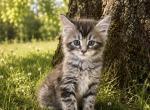 Male - Maine Coon Kitten For Sale - Parma Heights&comma; OH&comma; US