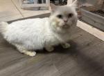 Olaf - Munchkin Cat For Sale - Englewood&comma; FL&comma; US