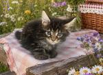 Female Kitten - Maine Coon Kitten For Sale - 