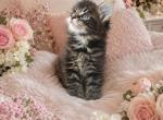 Cute Female - Maine Coon Kitten For Sale - 