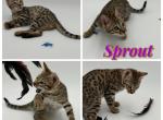 Sprout - Bengal Kitten For Sale - ME&comma; US