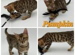 Pumpkin - Bengal Kitten For Sale - 