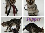 Pepper - Bengal Kitten For Sale - ME&comma; US