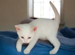 Icon - Oriental Kitten For Sale - Walterboro&comma; SC&comma; US