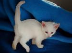 Icon - Oriental Kitten For Sale - Walterboro&comma; SC&comma; US