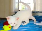 Icon - Oriental Kitten For Sale - Walterboro&comma; SC&comma; US