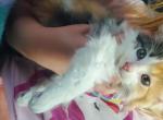 Cutest mane coons - Maine Coon Kitten For Sale - Cleveland&comma; OH&comma; US