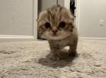 Munchkin gene kitties - Munchkin Kitten For Sale - 