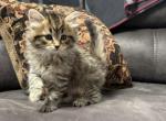 Dumpling - Siberian Kitten For Sale - Lynnfield&comma; MA&comma; US