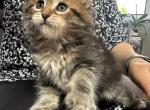 Mochi - Siberian Kitten For Sale - Lynnfield&comma; MA&comma; US