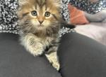 Mochi - Siberian Kitten For Sale - Lynnfield&comma; MA&comma; US