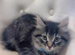 Beautiful kittens ready for homes - American Longhair Kitten For Sale - Dearborn Heights&comma; MI&comma; US