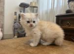 Little Guy - Minuet Kitten For Sale - Henryetta&comma; OK&comma; US