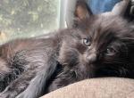 Kittens 4 sale - Bombay Kitten For Sale - Glendora&comma; CA&comma; US