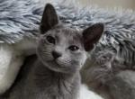 Kittens Male - Russian Blue Kitten For Sale - Charlotte&comma; NC&comma; US