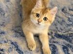 Cute Scottish Straight Male - Scottish Straight Kitten For Sale - Orlando&comma; FL&comma; US