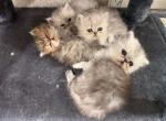 Cat - Persian Kitten For Adoption - Lake Mary&comma; FL&comma; US