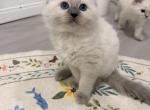 Sparky - Ragdoll Kitten For Sale - Homestead&comma; FL&comma; US