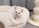 Flame - Ragdoll Kitten For Sale - 