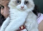 Bicolor seal point female ragdoll  12 weeks old - Ragdoll Kitten For Sale - 