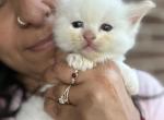Flame point male ragdoll kitten - Ragdoll Kitten For Sale - Beavercreek&comma; OH&comma; US