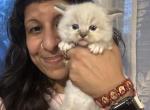 Mitted mink linx blue point ragdoll male kitten - Ragdoll Kitten For Sale - Beavercreek&comma; OH&comma; US