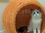 TICA seal Bicolor Ragdoll Kitten - Ragdoll Kitten For Sale - Bryan&comma; TX&comma; US