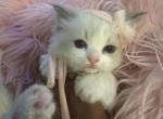 Purebred 8 wk old bicolor lavender female ragdoll - Ragdoll Kitten For Sale - Beavercreek&comma; OH&comma; US