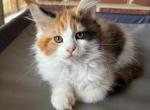 Maine coon - Maine Coon Kitten For Sale - KY&comma; US