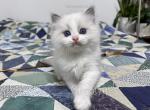 Dugald - Ragdoll Kitten For Sale - Tuscaloosa&comma; AL&comma; US