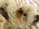 Toasted Marshmallow - Himalayan Kitten For Sale - Vincennes&comma; IN&comma; US