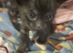 Melanistic female bengal - Bengal Kitten For Sale - York&comma; PA&comma; US