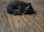 Casey - Domestic Kitten For Sale - Fort Worth&comma; TX&comma; US