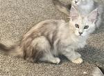 High silver - Maine Coon Kitten For Sale - 