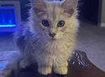 High silver - Maine Coon Kitten For Sale - OH&comma; US