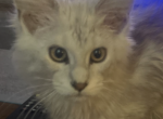 High silver - Maine Coon Kitten For Sale - OH&comma; US