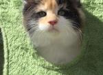 Charlotte Calico - Maine Coon Kitten For Sale - Providence&comma; RI&comma; US
