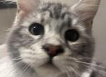 Black and silver - Maine Coon Kitten For Sale - OH&comma; US