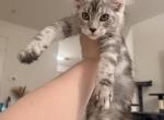 Tica Maine coons - Maine Coon Kitten For Sale - Woodbridge&comma; VA&comma; US